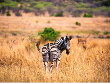Metsi Lodge Welgevonden Game Reserve Exterior foto