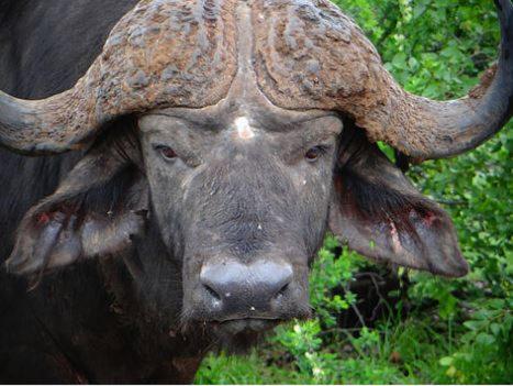 Metsi Lodge Welgevonden Game Reserve Exterior foto