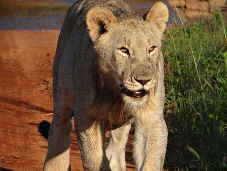 Metsi Lodge Welgevonden Game Reserve Exterior foto