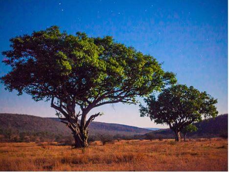 Metsi Lodge Welgevonden Game Reserve Exterior foto