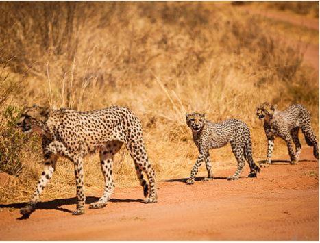 Metsi Lodge Welgevonden Game Reserve Exterior foto