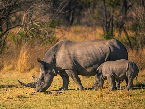 Metsi Lodge Welgevonden Game Reserve Exterior foto