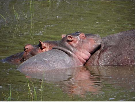 Metsi Lodge Welgevonden Game Reserve Exterior foto