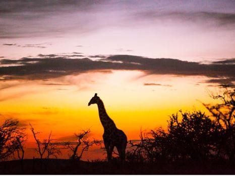 Metsi Lodge Welgevonden Game Reserve Exterior foto
