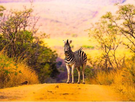 Metsi Lodge Welgevonden Game Reserve Exterior foto